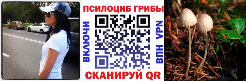 дарнет шоп  Кореновск  Псилоцибиновые грибы GOLDEN TEACHER 
